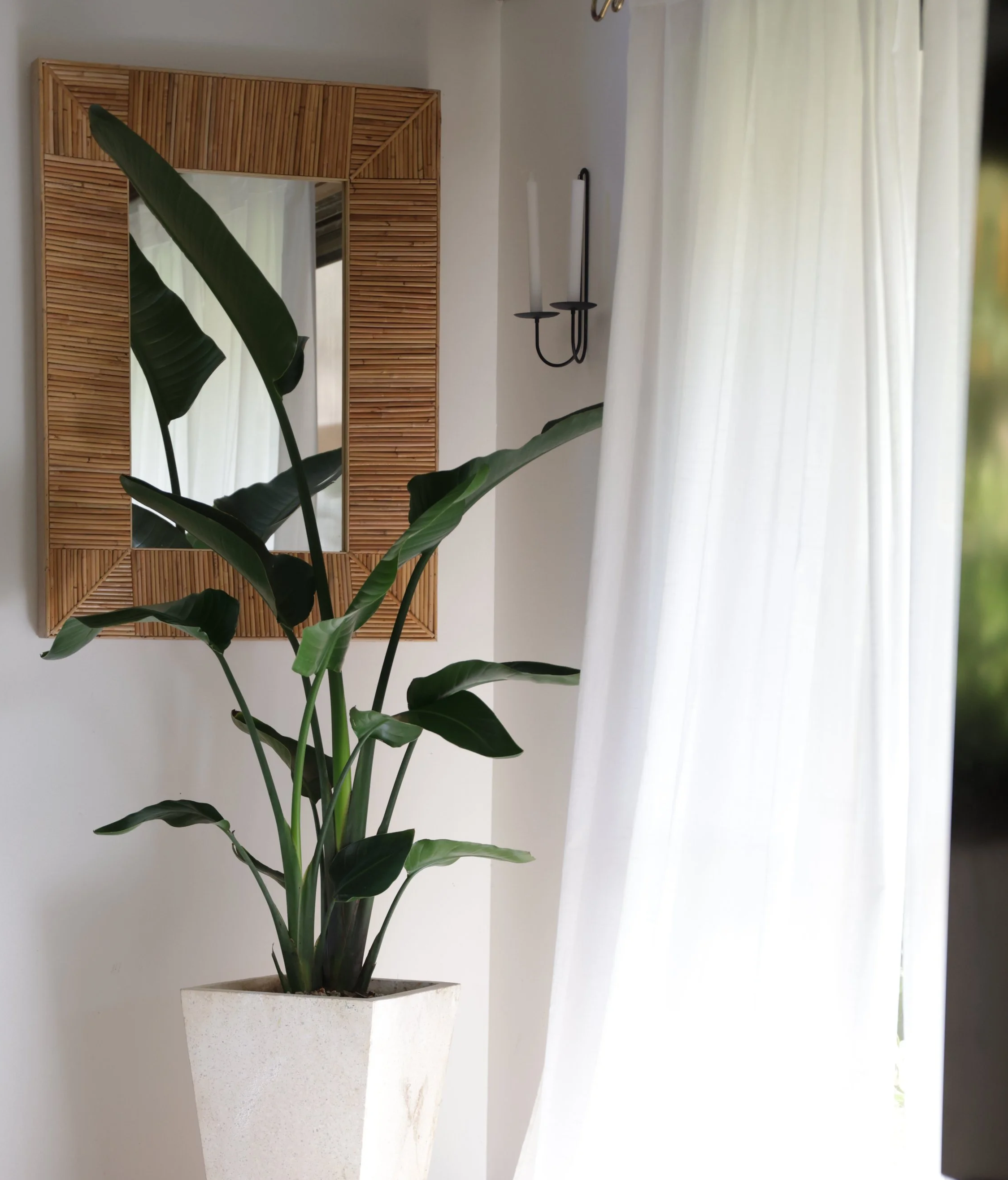 Styled detail — rattan mirror, bird of paradise plant, sheer curtain